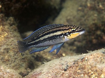 Julidochromis dickfeldi 'Cape Kachese'